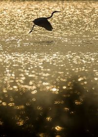 Bird flying over lake during sunset