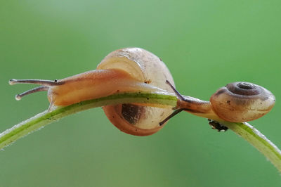 Close-up of crab on plant