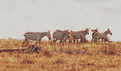 Zebra crossing in the field