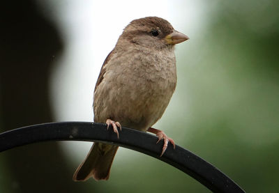 Cute little bird on the perch