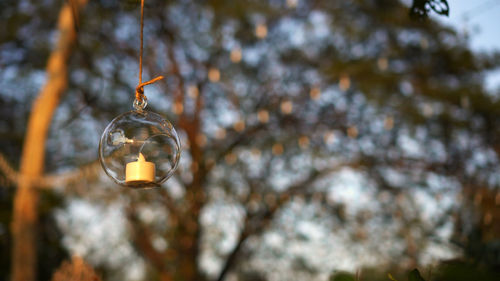 Low angle view of light bulb hanging on tree
