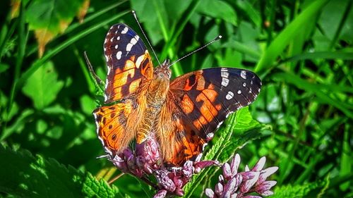Butterfly perching on flower