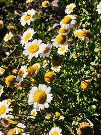 Close-up of white flowering plants