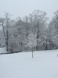 Bare trees on snow covered landscape