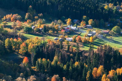 High angle view of trees in forest during autumn