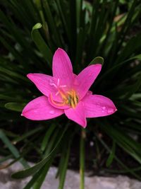 Close-up of pink flower blooming outdoors