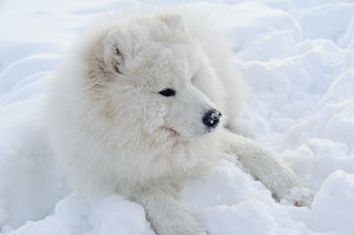 High angle view of sheep on snow