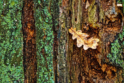 Close-up of dead tree trunk in forest