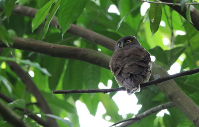 Close-up of bird perching on tree