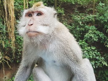 Monkey looking away in a forest