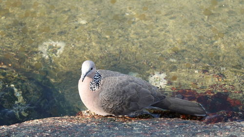 Bird perching on rock