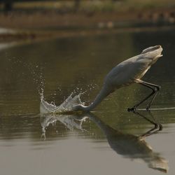 Close-up of bird fishing