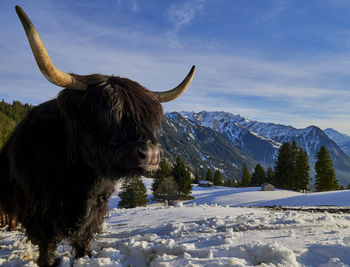 Horse on snow covered field against sky