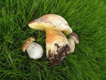 High angle view of mushrooms on grass