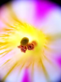 Close-up of yellow flower blooming outdoors