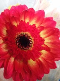 Close-up of red daisy flower