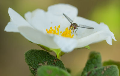 Close-up of insect on white flower