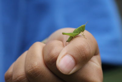 Close-up of hand holding small leaf