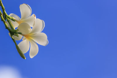 Low angle view of flowering plant against blue sky