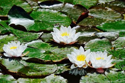 Close-up of lotus water lily