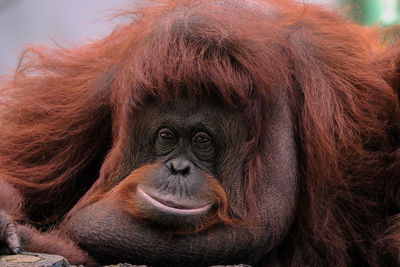 A photo of orangutan at the zoo