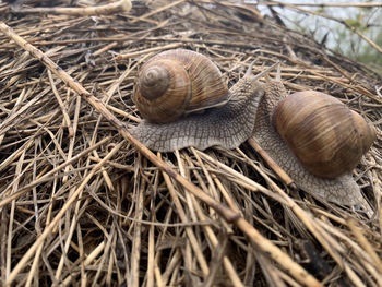 Close-up of snail on plant