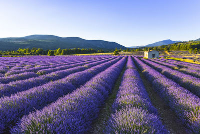 Scenic view of lavender field against blue sky