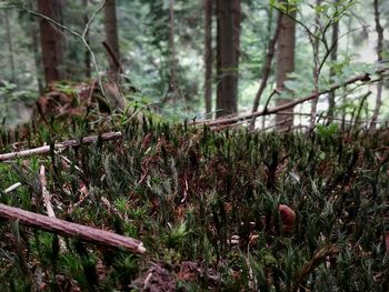 Close-up of mushroom growing in forest