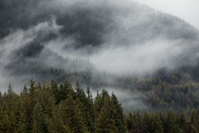 Panoramic view of pine trees against sky