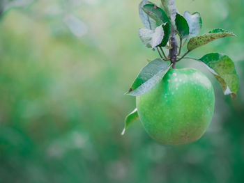 Close-up of lemon growing on tree