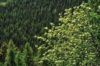 High angle view of pine trees in forest