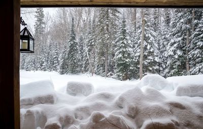 Close-up of ice on tree