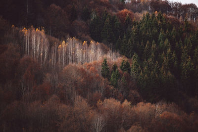 View of pine trees in forest during autumn