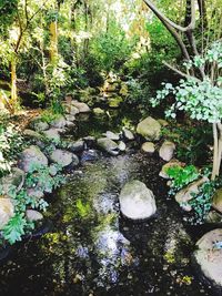 Stream amidst trees in forest