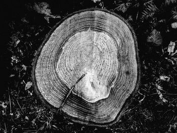 Close-up of tree stump