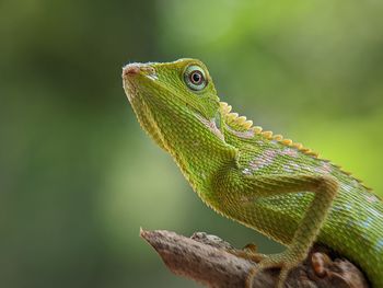 Close-up of lizard