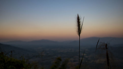 Close-up of silhouette plants against sky during sunset