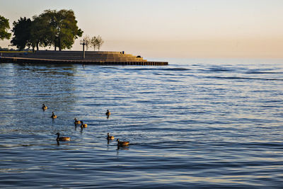 Ducks swimming on lake against sky during sunset