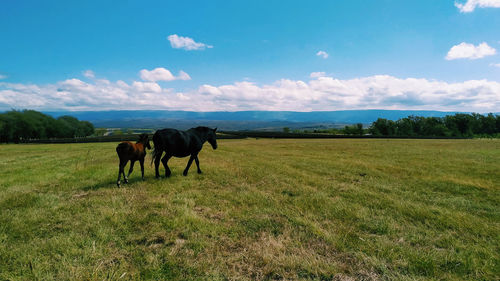 Horses in a field