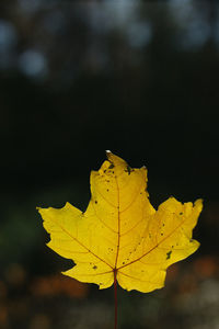 Close-up of yellow maple leaf