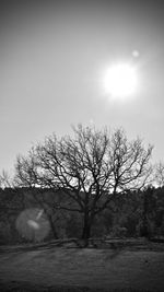 Bare tree on field against sky