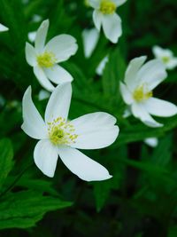 Close-up of white flowers