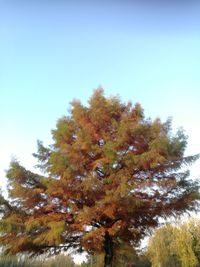 Low angle view of tree against clear sky