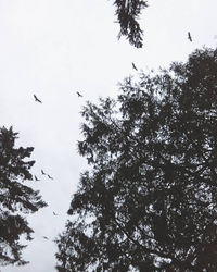 Low angle view of birds flying in sky