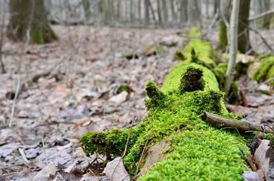 Close-up of moss covered rocks in forest