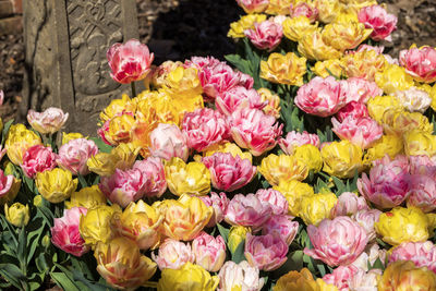 High angle view of multi colored tulips