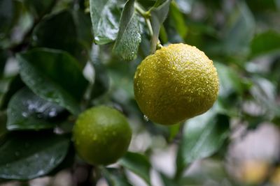 Close-up of fruits on tree