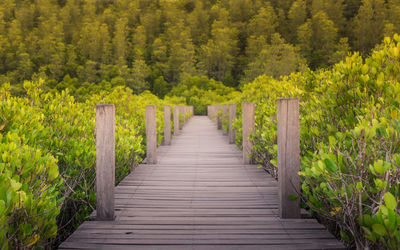 Wooden footbridge amidst trees in forest