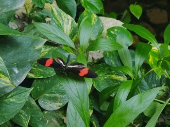 High angle view of ladybug on plant