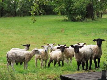 Sheep in a meadow